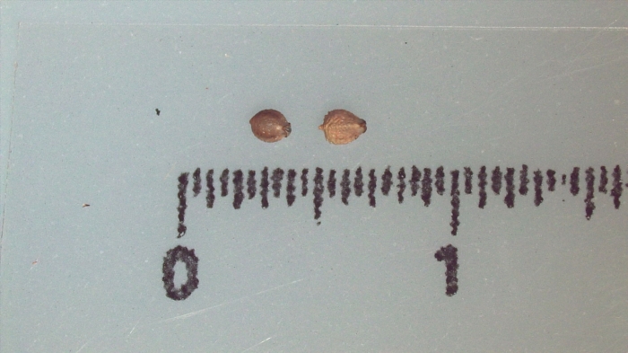 Nutlet of Scleria tricholepis K000874161 1