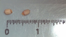 Nutlet of Scleria tricuspidata K002785271 1, author: Javier Gal-Dz
