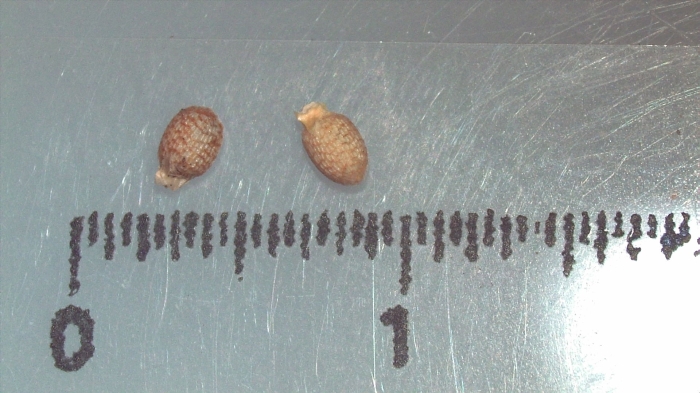 Nutlet of Scleria unguiculata K002788408 1