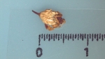 Nutlet of Scleria verrucosa K002786160 1