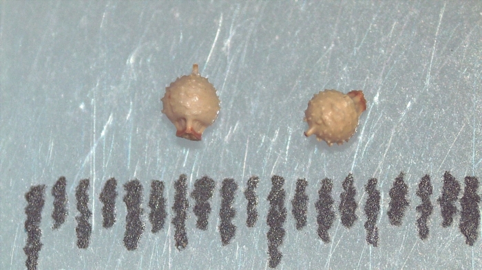 Nutlet of Scleria verticillata K002788977 1