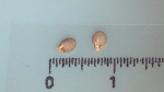 Nutlet of Scleria achtenii K002785771 1