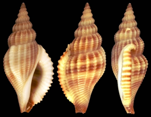 Varicospira crispata Varicospira crispata