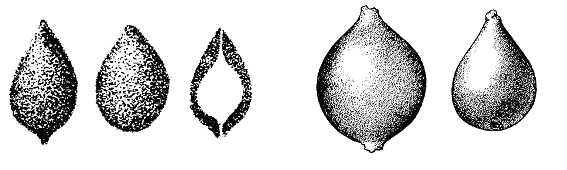 Caudammina ovulum (Grzybowski, 1896) emend. Geroch, 1960 Caudammina ovulum (Grzybowski, 1896) emend. Geroch, 1960