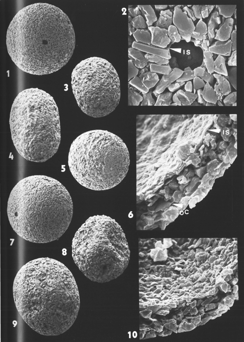 Marsupulinoides ovatus Brönnimann, 1988 Marsupulinoides ovatus Brönnimann, 1988