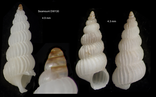 Epitonium polacia (Dall, 1889), shells from off NW Gran Canaria, 665-660 m depth (actual sizes 4.9 and 4.3 mm) Epitonium polacia (Dall, 1889), shells from off NW Gran Canaria, 665-660 m depth (actual sizes 4.9 and 4.3 mm)
