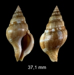 Euthria cornea (Linnaeus, 1758)