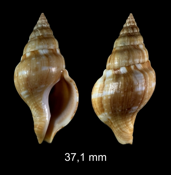 Euthria cornea (Linnaeus, 1758)