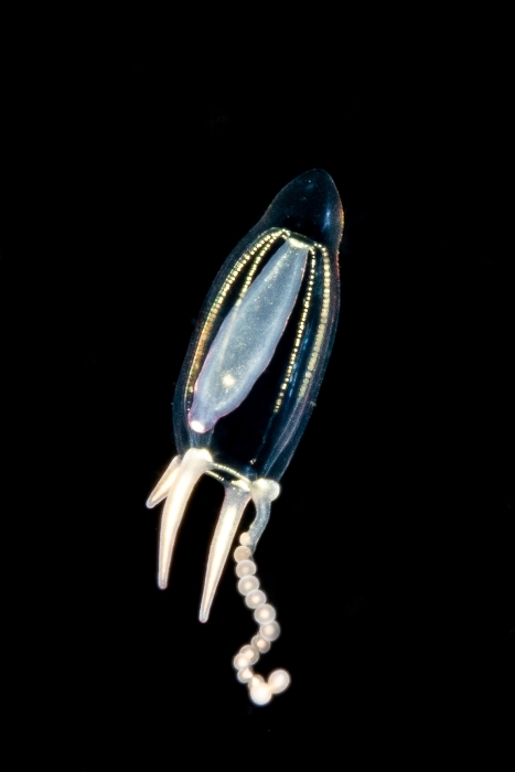 Corymorpha bigelowi (Maas, 1905) Corymorpha bigelowi (Maas, 1905)