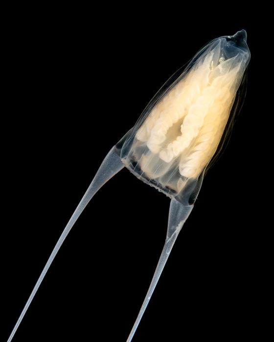 Amphinema turrida (Mayer 1900) Amphinema turrida (Mayer 1900)