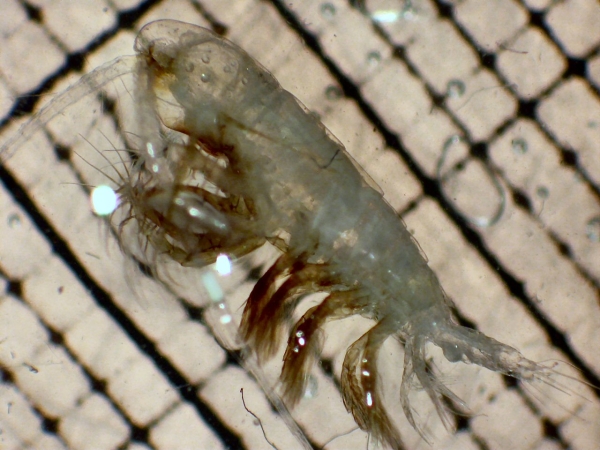 Euaugaptilus distinctus f Euaugaptilus distinctus f