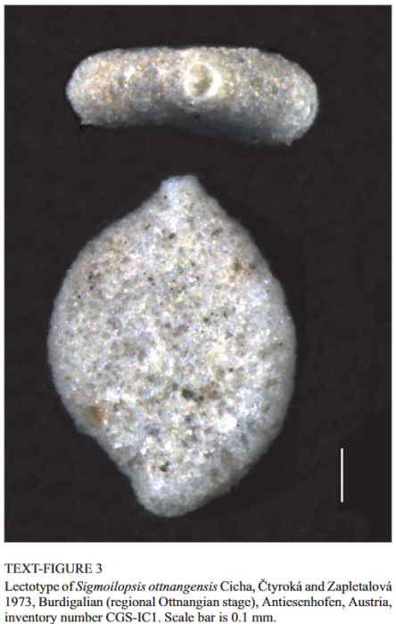 Sigmoilopsis ottnangensis Cicha, Čtyroká & Zapletalová, 1973 Sigmoilopsis ottnangensis Cicha, Čtyroká & Zapletalová, 1973