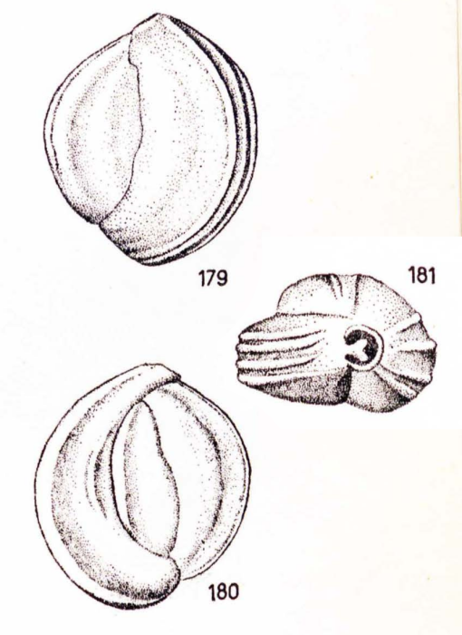 Triloculina wiesneri Le Calvez & Le Calvez, 1958 Triloculina wiesneri Le Calvez & Le Calvez, 1958