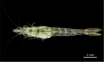 Paramysis lacustris, adult female