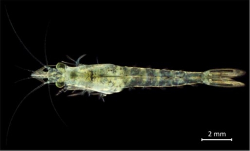 Paramysis lacustris, adult female