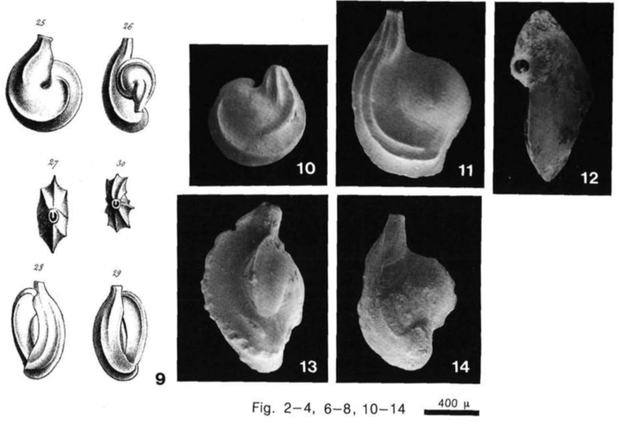 Adelosina pulchella d'Orbigny, 1846 Adelosina pulchella d'Orbigny, 1846