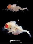 Idiomysis bumbumiensis