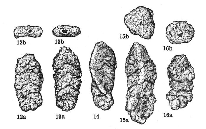 Triplasia nuragica Dieni & Massari, 1966 Triplasia nuragica Dieni & Massari, 1966