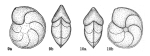 Lenticulina (Lenticulina) turgidula subsp. involuta Dieni & Massari, 1966