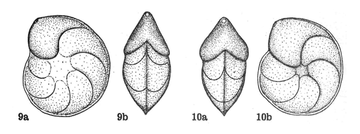 Lenticulina (Lenticulina) turgidula subsp. involuta Dieni & Massari, 1966 Lenticulina (Lenticulina) turgidula subsp. involuta Dieni & Massari, 1966