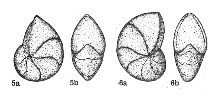 Lenticulina (Lenticulina) insularis Dieni & Massari, 1966 Lenticulina (Lenticulina) insularis Dieni & Massari, 1966