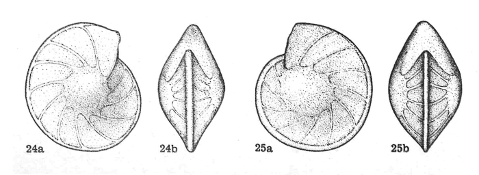 Lenticulina (Lenticulina) espitaliei Dieni & Massari, 1966 Lenticulina (Lenticulina) espitaliei Dieni & Massari, 1966