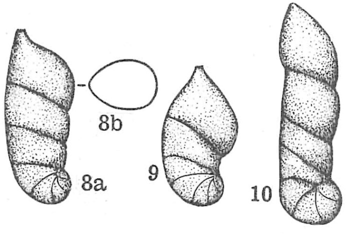 Lenticulina (Astacolus) schloenbachi subsp. mediterranea Dieni & Massari, 1966 Lenticulina (Astacolus) schloenbachi subsp. mediterranea Dieni & Massari, 1966