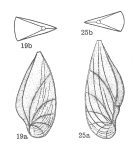 Lenticulina (Saracenaria) oroseina Dieni & Massari, 1966