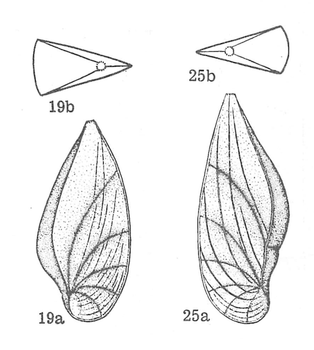 Lenticulina (Saracenaria) oroseina Dieni & Massari, 1966 Lenticulina (Saracenaria) oroseina Dieni & Massari, 1966