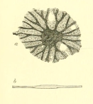 Masonella planulata Brady, 1889