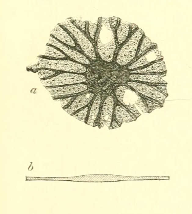 Masonella planulata Brady, 1889 Masonella planulata Brady, 1889