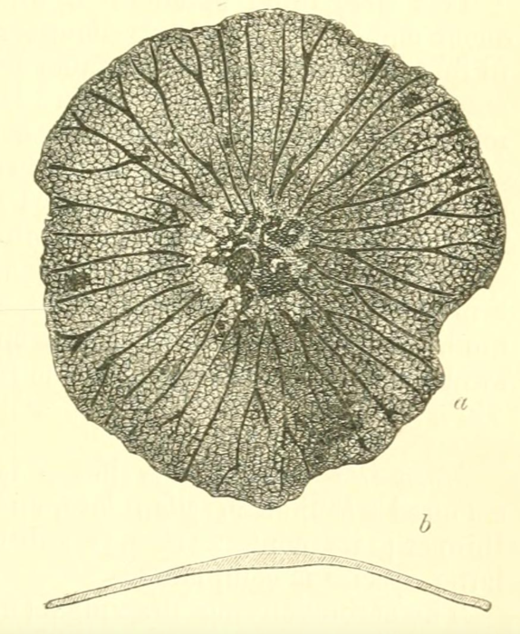 Masonella patelliformis Brady, 1889 Masonella patelliformis Brady, 1889