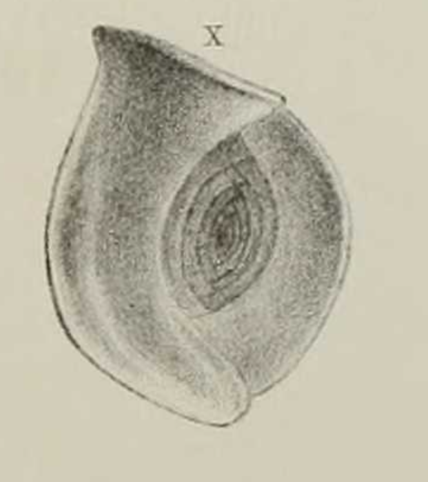 Articulina multilocularis Brady, Parker & Jones, 1888 Articulina multilocularis Brady, Parker & Jones, 1888