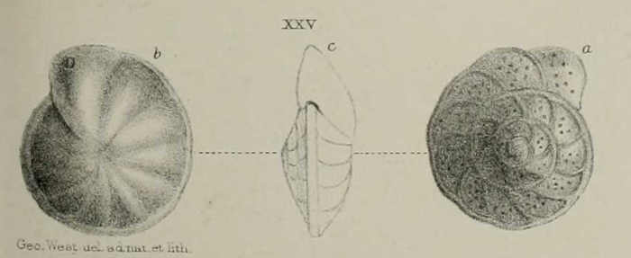 Truncatulina mundula Brady, Parker & Jones, 1888 Truncatulina mundula Brady, Parker & Jones, 1888