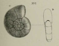 Nonionina exponens Brady, Parker & Jones, 1888, author: Consorti, Lorenzo