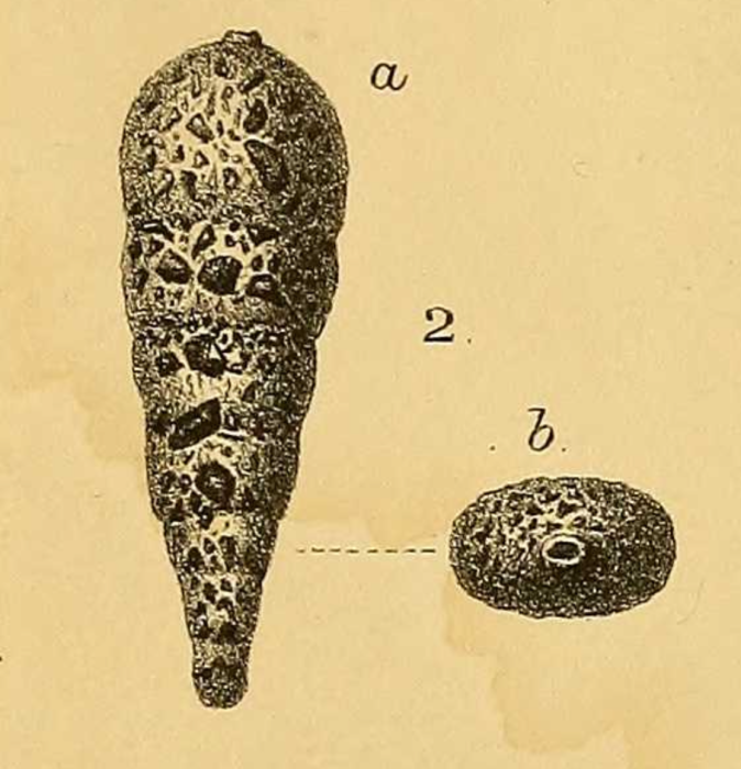 Reophax arctica Brady, 1881 Reophax arctica Brady, 1881