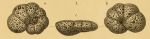 Lituola (Haplophragmium) nanum Brady, 1881
