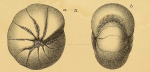 Nonionina orbicularis Brady, 1881