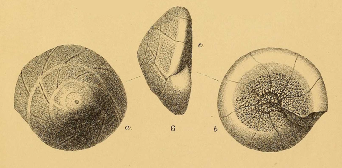 Discorbina wrightii Brady, 1881 Discorbina wrightii Brady, 1881