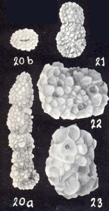 Ammobaculites albidus McCulloch, 1981 Ammobaculites albidus McCulloch, 1981