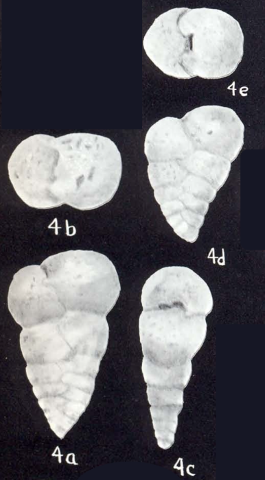 Textularia neolancea McCulloch, 1981 Textularia neolancea McCulloch, 1981