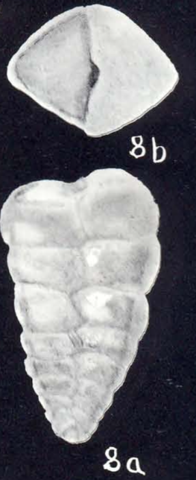 Textularia jarvisiformis McCulloch, 1981 Textularia jarvisiformis McCulloch, 1981