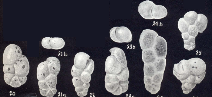 Spiroplectammina polymorpha McCulloch, 1981 Spiroplectammina polymorpha McCulloch, 1981