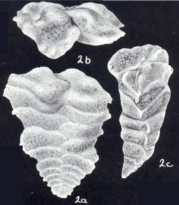 Textularia undulatiformis McCulloch, 1981 Textularia undulatiformis McCulloch, 1981