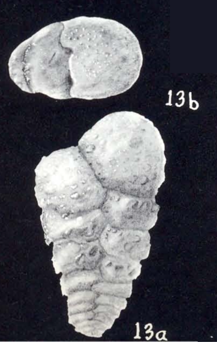 Textularia neoagglutinans McCulloch, 1981 Textularia neoagglutinans McCulloch, 1981