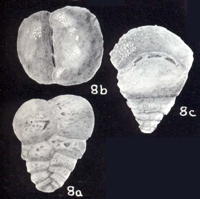 Textularia lavelaensis McCulloch, 1981 Textularia lavelaensis McCulloch, 1981