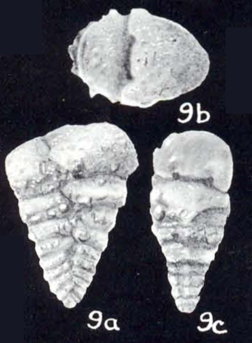 Textularia neolateralis McCulloch, 1981 Textularia neolateralis McCulloch, 1981