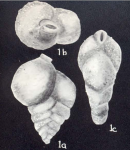 Siphotextularia arubaensis McCulloch, 1981