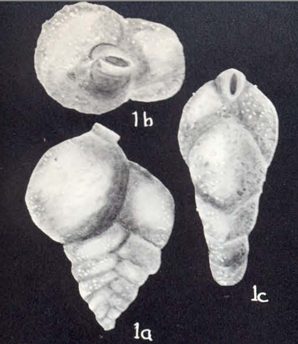 Siphotextularia arubaensis McCulloch, 1981 Siphotextularia arubaensis McCulloch, 1981