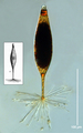 Fusopsis umbracula